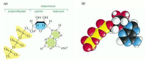 Nucleotidi Struttura dell adenosina trifosfato