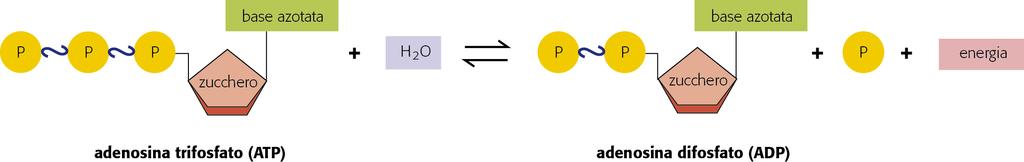 La molecola di ATP Negli organismi viven$ il principale trasportatore di energia è la molecola di adenosina trifosfato o ATP.