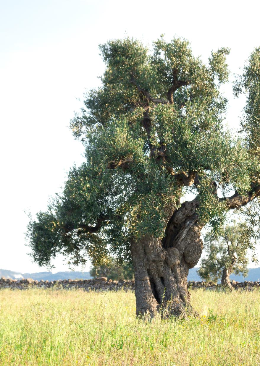 Ha vinto nel 2010 il bando principi attivi giovani idee per una puglia migliore, con il progetto bolle di Riserva, interamente dedicato alla sperimentazione di saponi naturali ad alto contenuto di