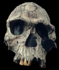 Homo habilis - Kenya, Koobi