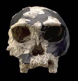 Homo habilis - Tanzania, Olduvai Gorge - 1.