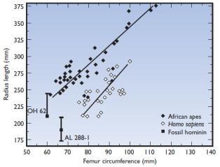 Homo habilis - OH 62, Tanzania, Olduvai Gorge - 1.85-1.