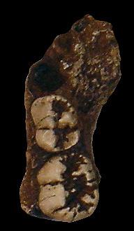 Homo habilis - Etiopia, valle dell Omo - 2.