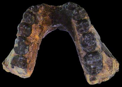 Homo rudolfensis - Malawi, Uraha - 2.5-2.
