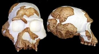 Homo habilis - Sudafrica, Sterkfontein member 5-2.0-1.7 Ma - volume encefalico: nd - Homo gautengensis?