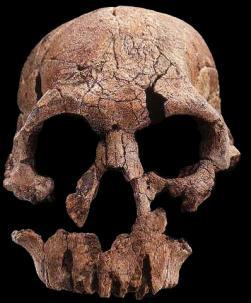 Homo rudolfensis - Kenya, Koobi Fora (Upper Burgi Formation) - 1.90-1.