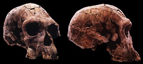 Homo habilis - ambiente di steppa-prateria: -- aumento delle dimensioni del cervello -- dieta carnivora (parziale) -