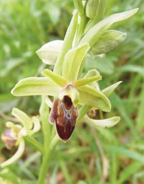 282 Teodoro (Teo) Dura & Mauro Biagioli Fig. 1. Ophrys exaltata, Selva di S. Vito (Laterza, TA), 28.3.2016 (foto T. Dura) gono a precisare che l affine O.