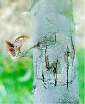 cotogno Cotognastro Sorbo Pero corvino Nespolo del Giappone Nespolo Agazzino Stranvesia/Fotinia NOME SCIENTIFICO Pyrus Malus Crataegus Chaenomeles Cydonia