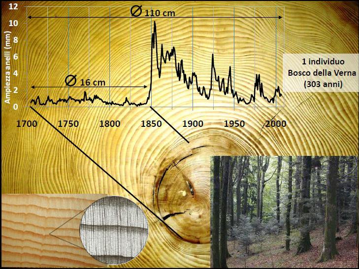 DENDROCRONOLOGIA dendron: albero; chronos: tempo; logìa: studio..quando la storia di un albero ci aiuta a capire la storia di una.