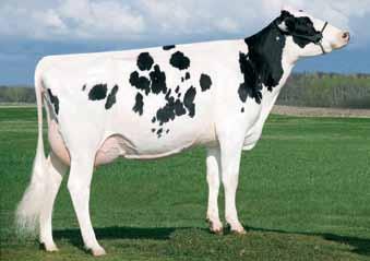 somatiche 99 net merit $ +230 FERTILITà 81 k caseina AA facilità parto toro 102 LEXVOLD LUKE HERSHEL Betzoldvale Oliver 1531 OVAL 7271 VG-87 2-05 305d 22,159m 5.11% 1,132f 3.