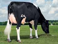 DRHM MAE VG-87 GMD DOM proteine +.07% +74 kg grasso -.