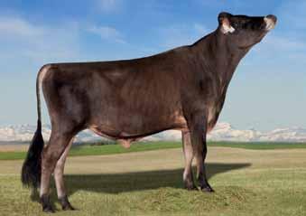 Figlio di Valentino alto per JPI Campione di produzione di Mammelle e tipo eccezionali 011JE01117 GLYNN VALENTINO MARCIN US000117360129 AltaMarcin 43 aaa 234156 KCaseina BB +1916 Lbs proteine -.