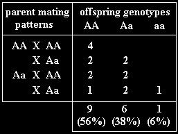Se il genotipo aa ha una selezione contraria completa, saranno avvantaggiati i genotipi AA e Aa per cui vi saranno solo 4 possibili tipi di incroci Vi sarà pertanto una