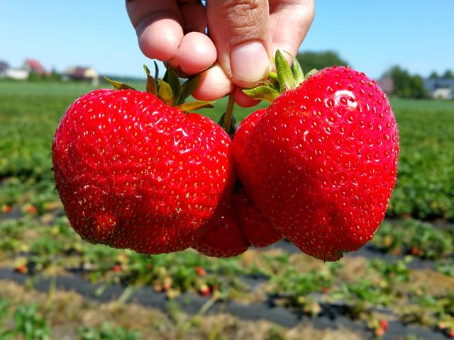 provenienti da Italia varietà di licenza, varietà precoce, come Honeoye, frutti di enormi dimensioni, con una leggera tendenza di fresatura, vivono rosso, forma conica regolare con una lucentezza