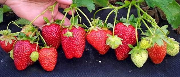 varietà prolungato periodo di fruttificazione frutti sono di colore rosso vivo, anche pienamente maturo Lunga durata di post-raccolta frutta raccolta ideale per la coltivazione in