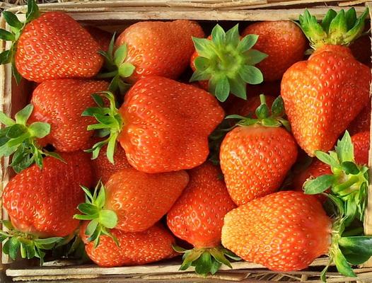 Frutta molto gustosi, grandi e avvenenti, di aspetto simile a Elsanty (rosso vivo, lucido, conica) molto fertile adatte alla coltivazione in terra e sotto la copertura.