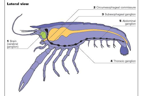 Sistema nervoso Il sistema nervoso dei crostacei è costrituito da un piccolo cervello, localizzato tra gli occhi, e il cordone nervoso