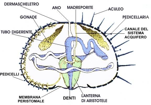 Ricci di mare emisfero aborale dove si trova la regione anale (detta periprocto) ed è la parte rivolta verso l'alto formata da un anello con 10 piastre