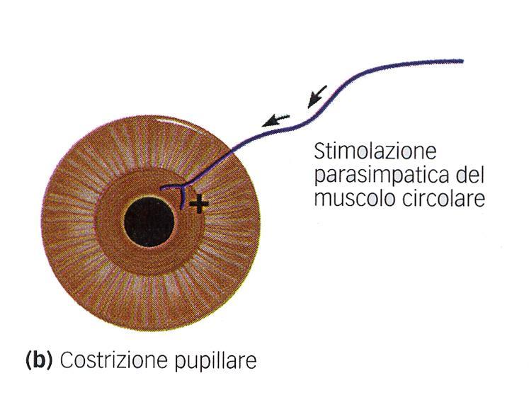 (midriasi) Grazie all IRIDE gli occhi