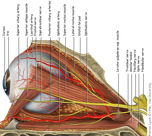 6 Muscoli extraoculari Permettono di fissare un