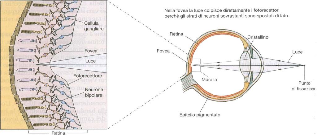 A livello della FOVEA, al centro della macula, i recettori ricevono direttamente i raggi luminosi, punto di