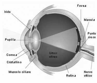 Il punto cieco è un punto della retina che non ha fotorecettori,