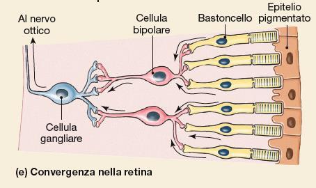 La convergenza è massima ai bordi della retina, minima a livello della fovea La convergenza