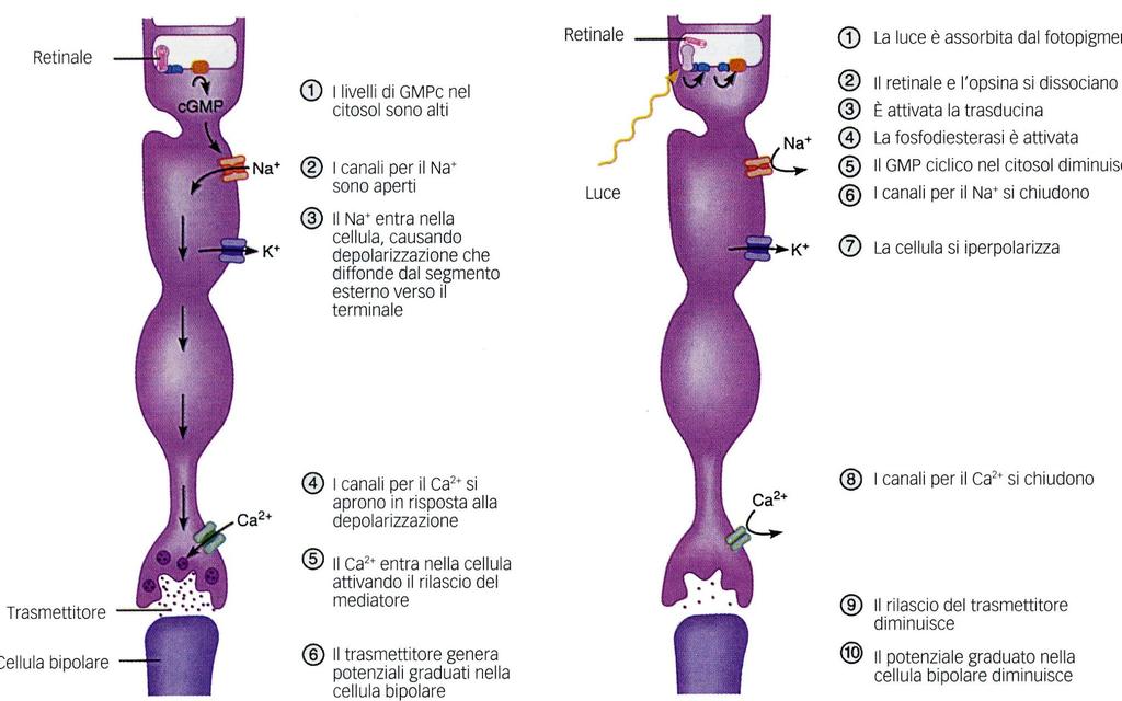 Vm = -40 mv buio Meccanismo di foto-trasduzione luce Vm = -70 mv -40 mv Poiché il GMPc determina l apertura di