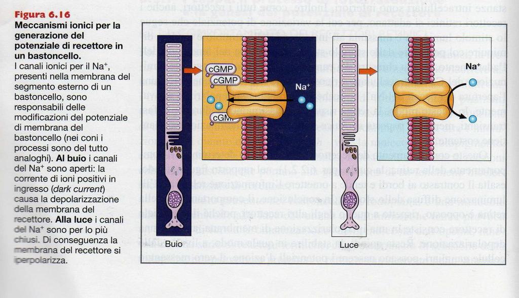 iperpolarizzante BUIO LUCE