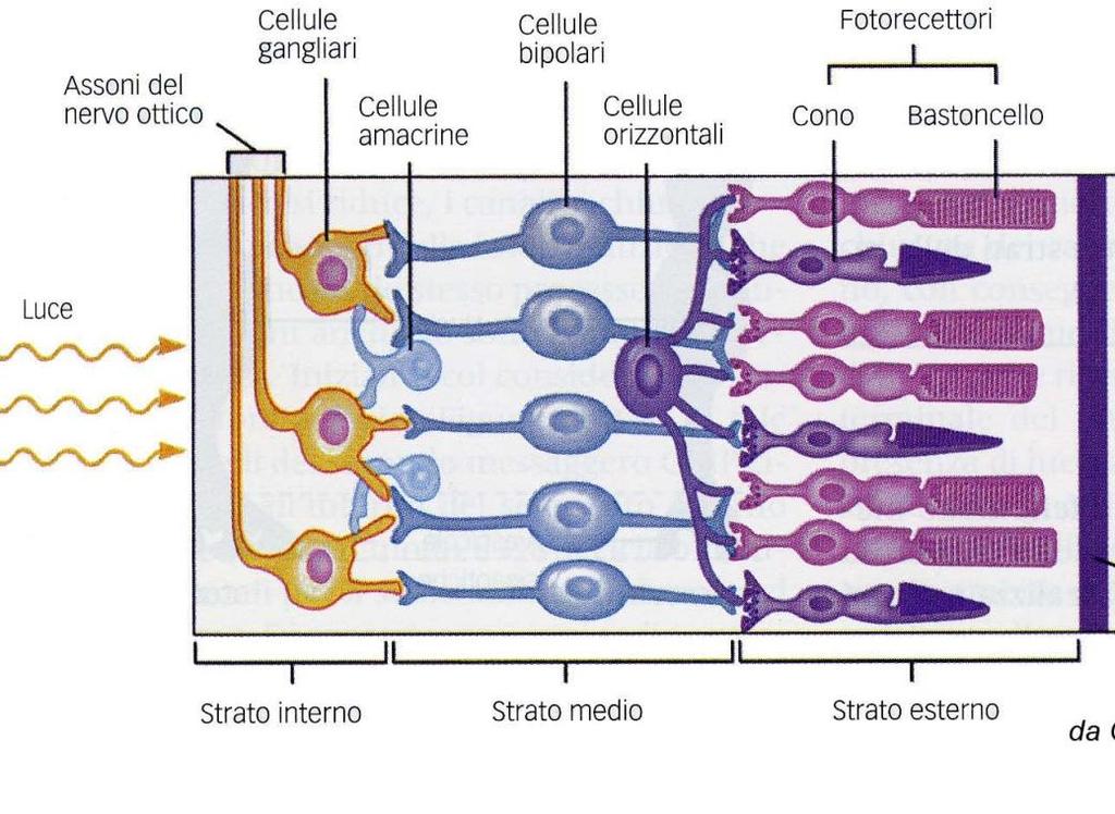 Ogni cellula gangliare risponde alla luce diretta verso un area specifica della retina.