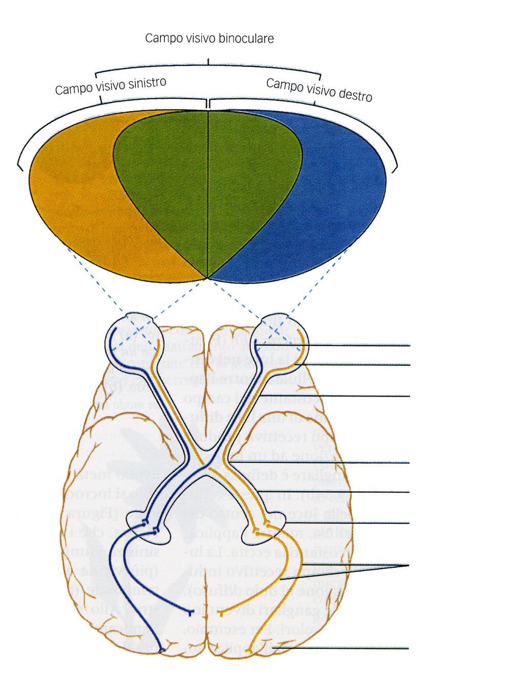 I nervi ottici convergono nel chiasma ottico, dove alcune fibre mediali decussano e formano il tratto ottico dell occhio controlaterale retina nasale retina temporale