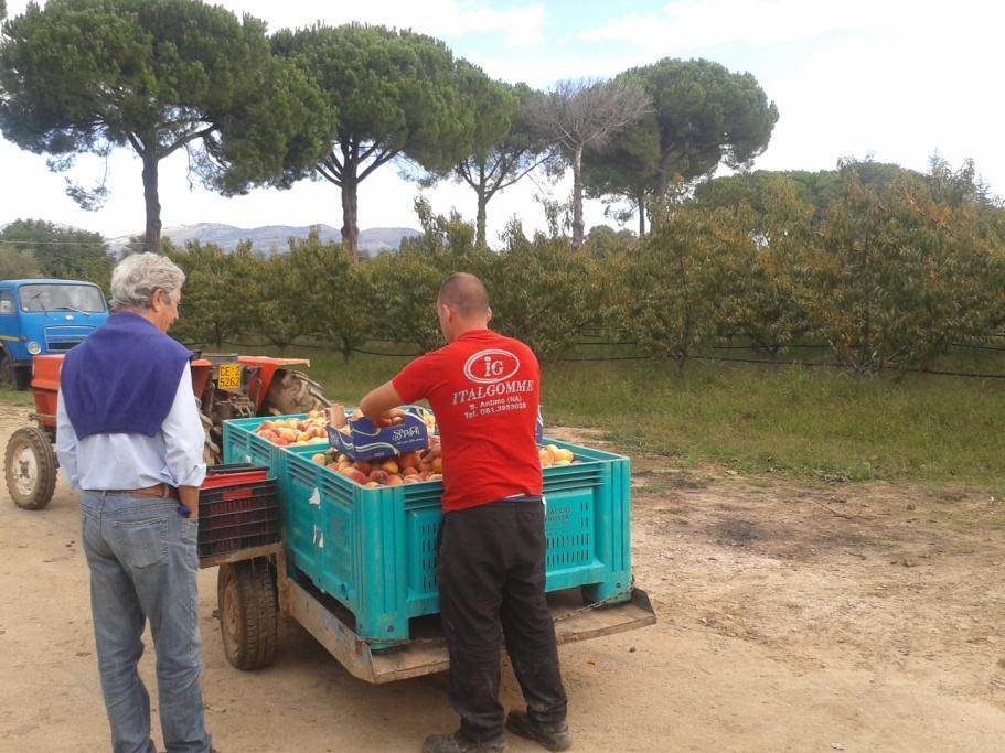 40 Vegetali e frutta: Prelievo melanzane presso orto privato a circa 3 Km in direzione sud-est dalla centrale nella frazione di