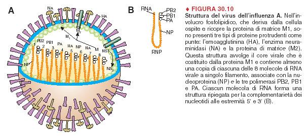 Molti virus sono agenti eziologici di malattie umane (raffreddore, influenza, epatiti, vaiolo, poliomielite, AIDS, rabbia, morbillo, varicella ) Il virus dell influenza A è ad RNA segmentato; capside