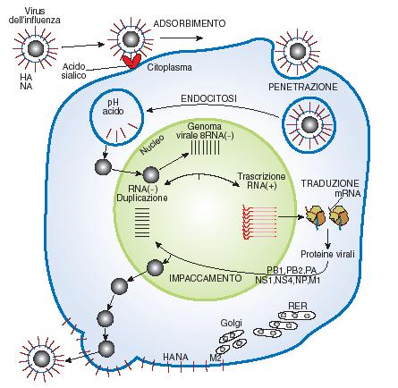 CICLO VITALE del virus influenza A Le molecole di RNA- sono trascritte in mrna+ traduzione nel citosol