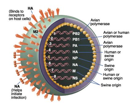 Il virus unfluenzale H1N1 è di origine suina e