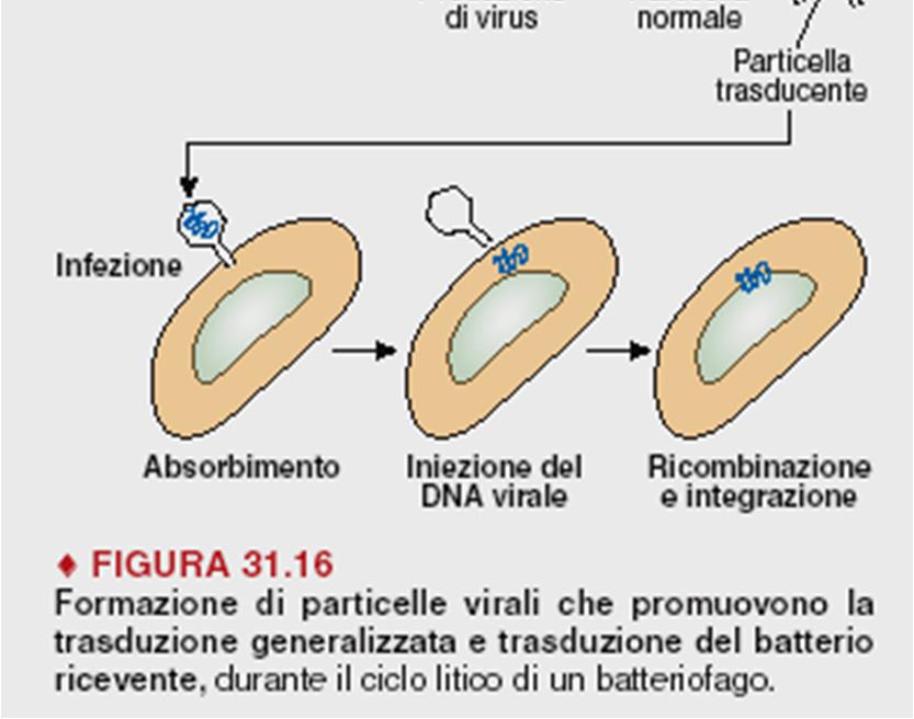 fago -Generalizzata: trasferito tratto qualsiasi DNA che si