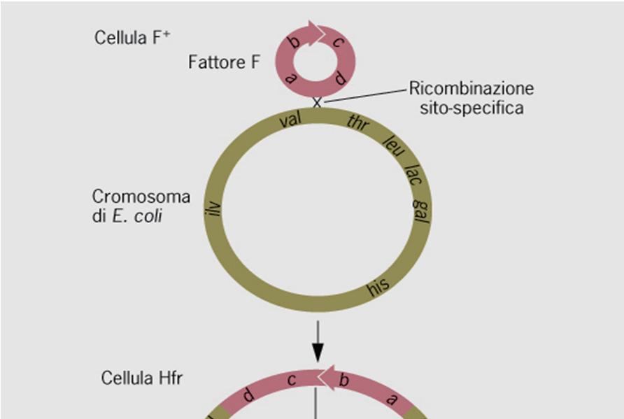 molecole di DNA in cui si