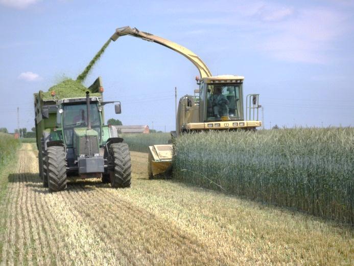 triticale: la prima è Trigold, oggi proponiamo