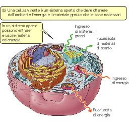 Le cellule (e gli organismi) sono sistemi APERTI, ovvero scambiano materia ed energia con l ambiente.