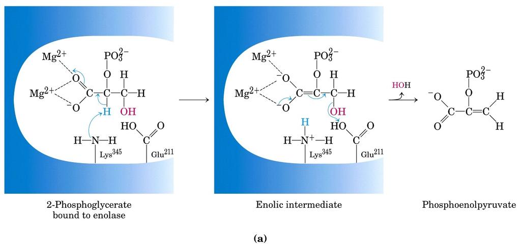 Enolasi (catalisi da ioni metallici) Enzima della glicolisi 1) Lys 345 catalisi basica generale sottrae H+ al C2 aiutato dagli ioni