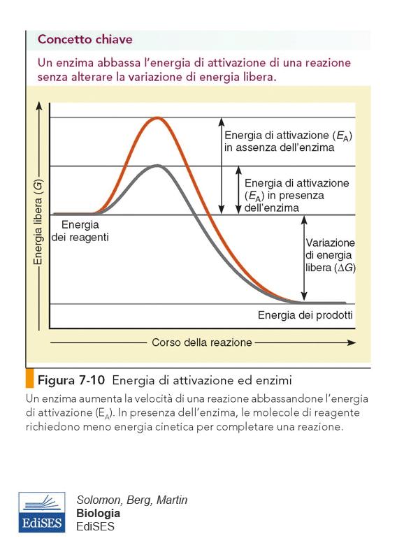 Gli enzimi sono proteine che agiscono come catalizzatori biologici: accelerano la velocità delle reazioni