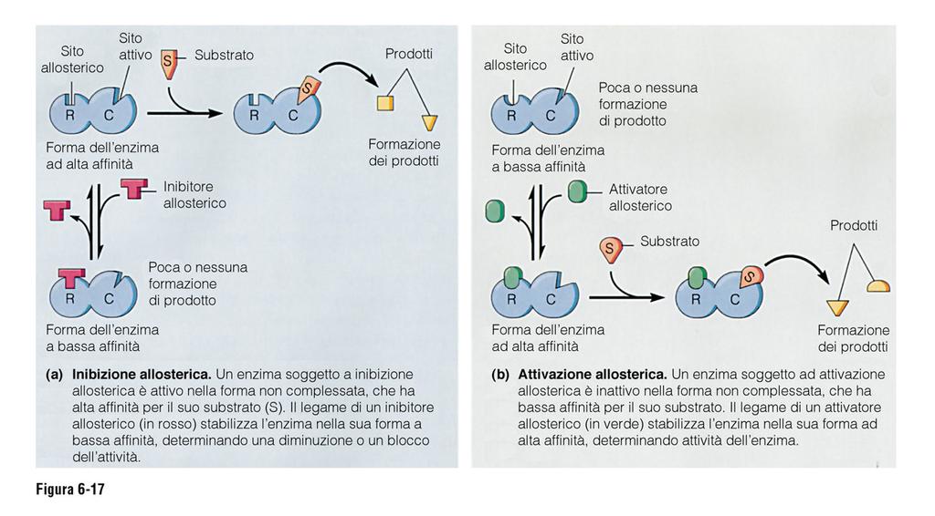 Regolazione allosterica L Enzima esiste in due forme attiva /non attiva, determinate dal legame con effettore allosterico