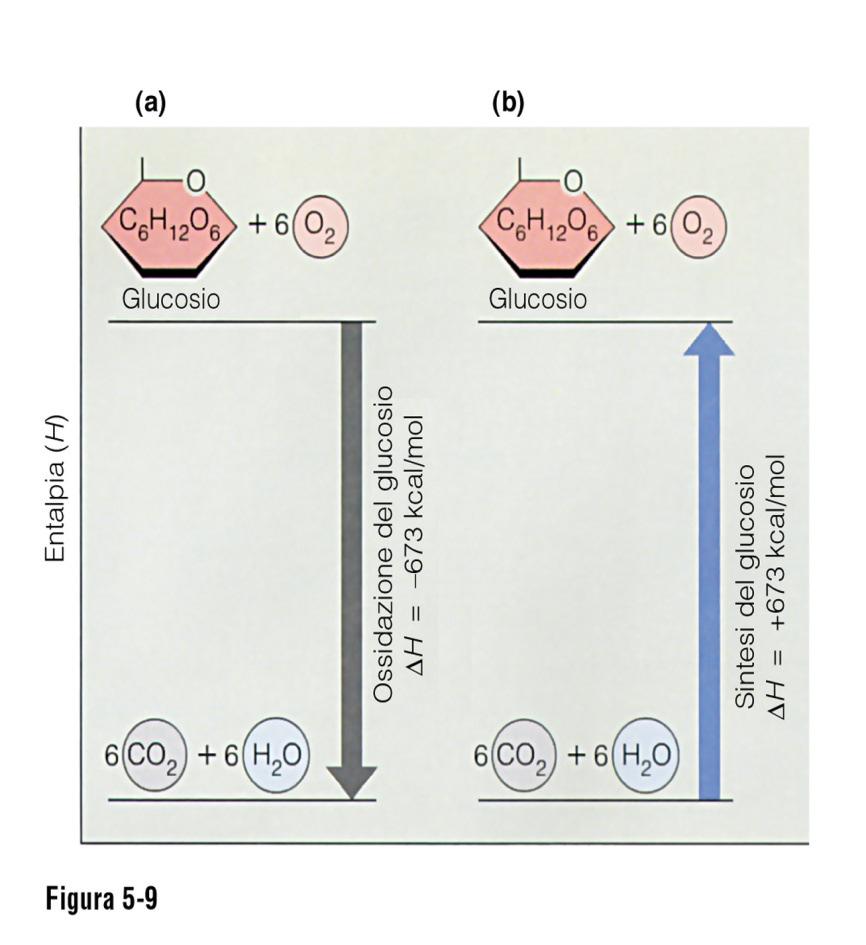 Nel caso delle reazioni e dei processi biologici si è maggiormente interessati al cambiamento di ENTALPIA o
