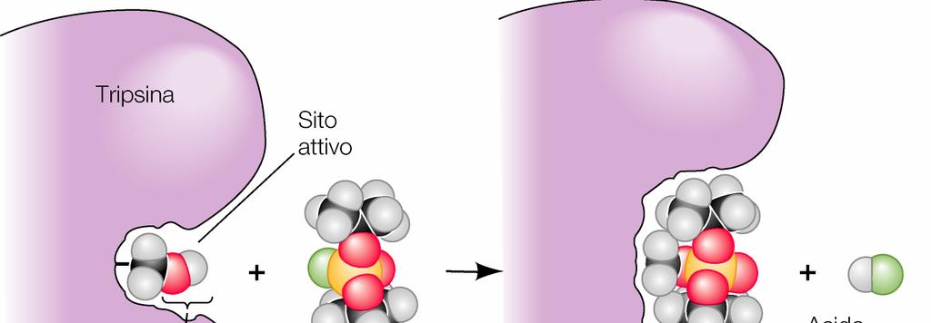 Inibitori irreversibili DIPF: Inibisce l