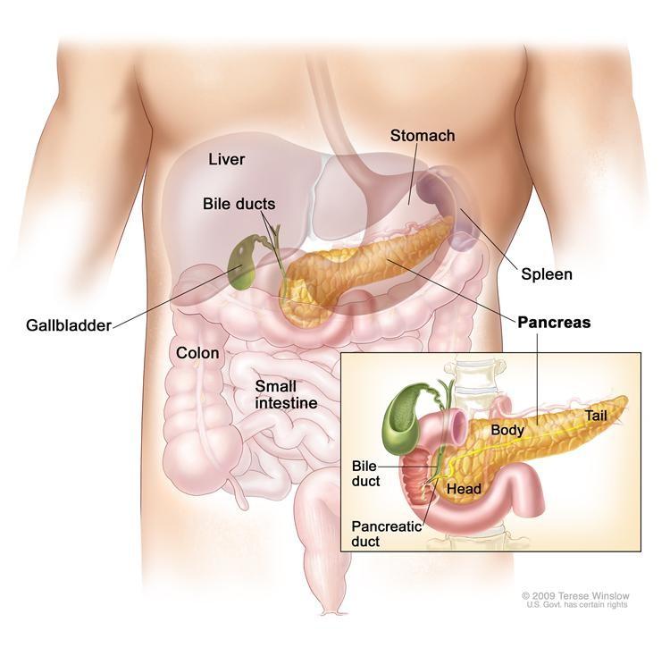 DEFINIZIONE INSULINA È l ormone, prodotto dal pancreas, che consente al