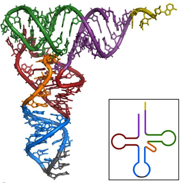 Braccio accettore trna A C Base C Purinica 5 3 OH Struttura tipo DNA A Per l ossidrile