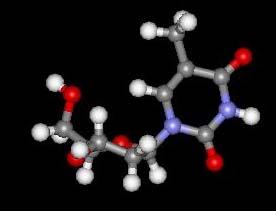 Nucleosidi Base Zucchero Nucleoside DNA Adenina 2-deossi-D-R. 2 -deossiadenosina Guanina 2-deossi-D-R.