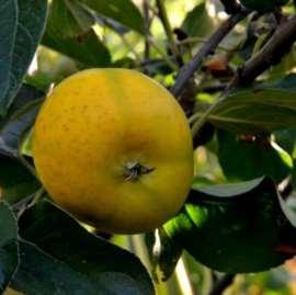 Renetta Ananas Maturazione: metà settembre Frutto: medio, verde-giallo dorato Polpa: croccante, succosa, bianco crema, aromatica,