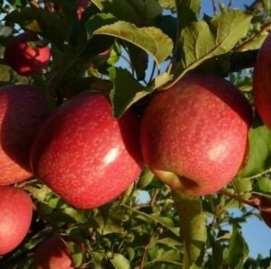 Pink Lady Maturazione: tardiva Frutto: medio, grosso, oblungo, rosso-roseo Polpa: